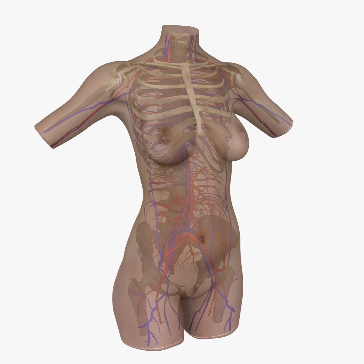 Full Female Torso Anatomy 3D model_37
