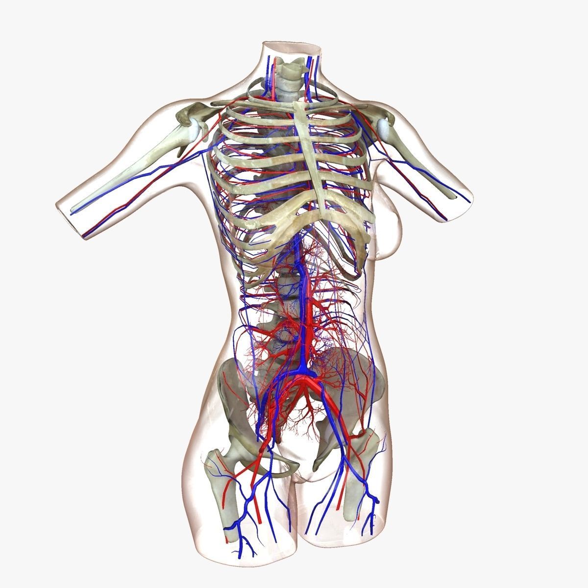 Full Female Torso Anatomy 3D model_40