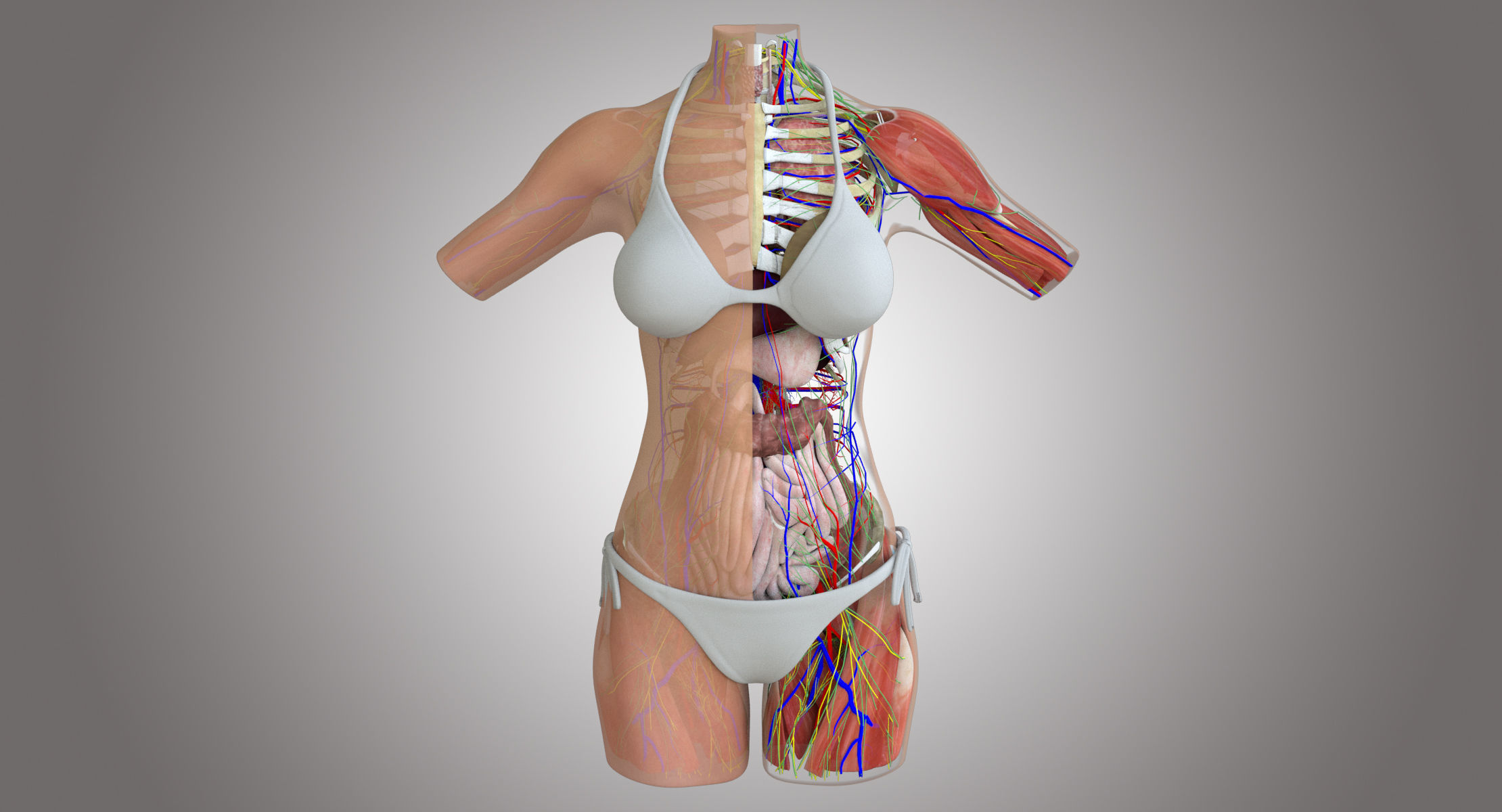 Full Female Torso Anatomy 3D model_1