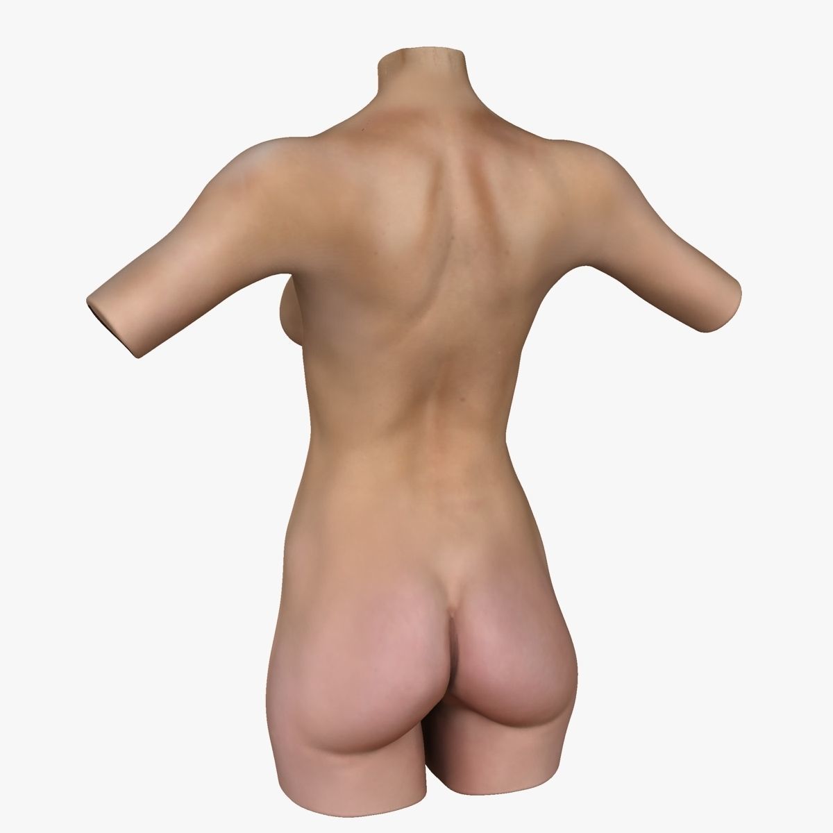 Full Female Torso Anatomy 3D model_15