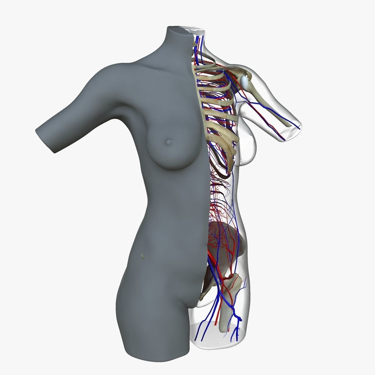 Full Female Torso Anatomy 3D model_18