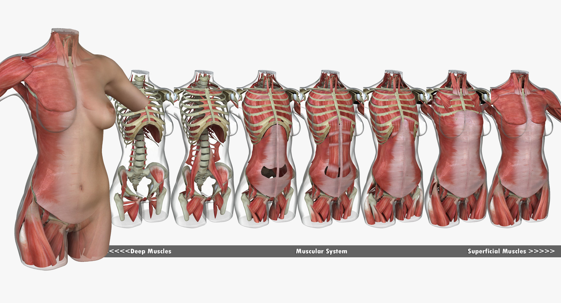 Full Female Torso Anatomy 3D model_2