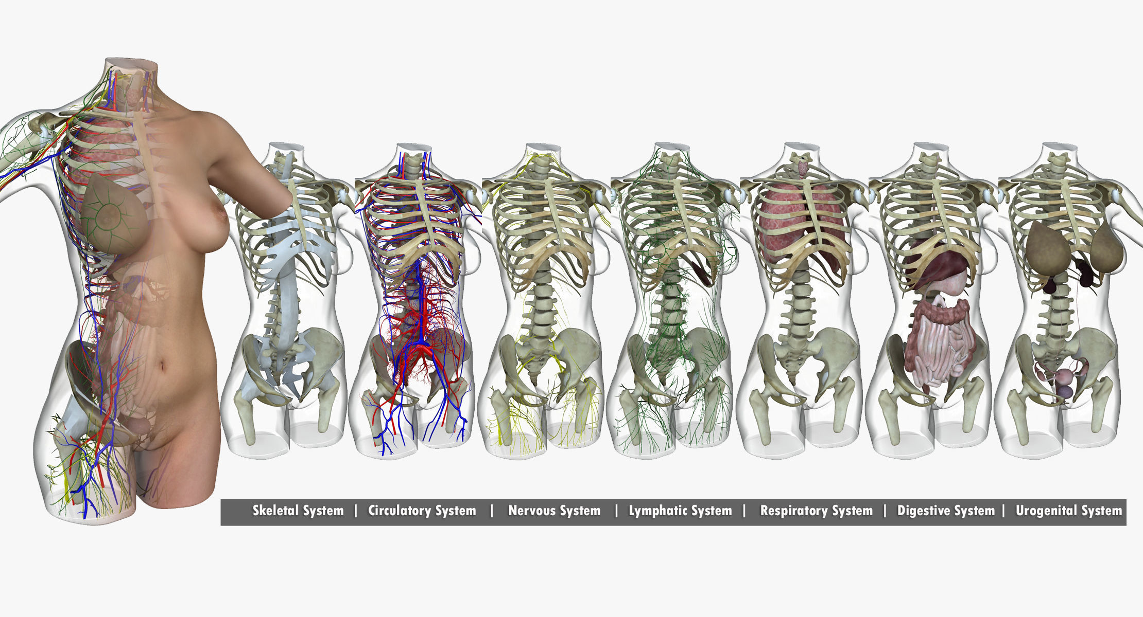 Full Female Torso Anatomy 3D model_6