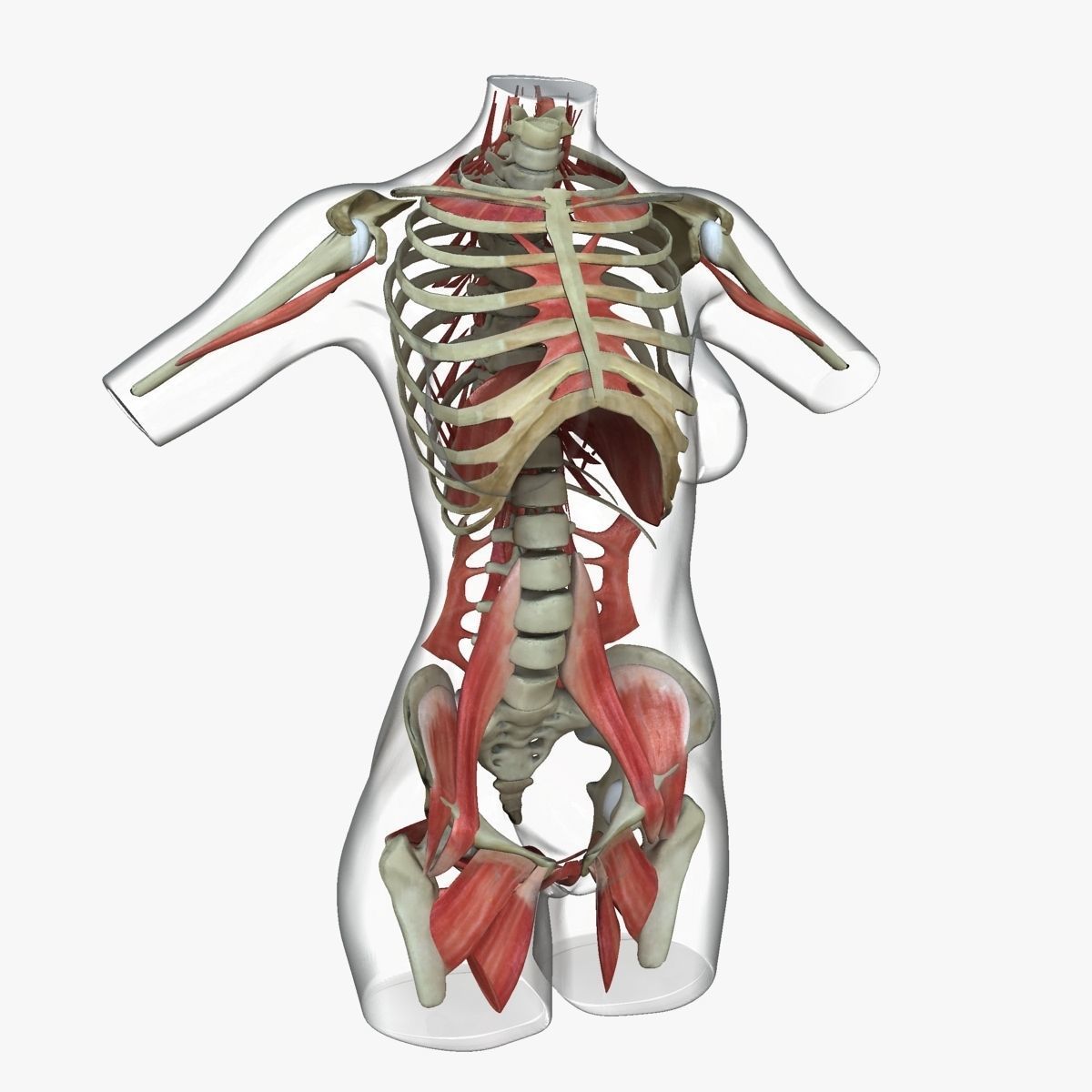 Full Female Torso Anatomy 3D model_23