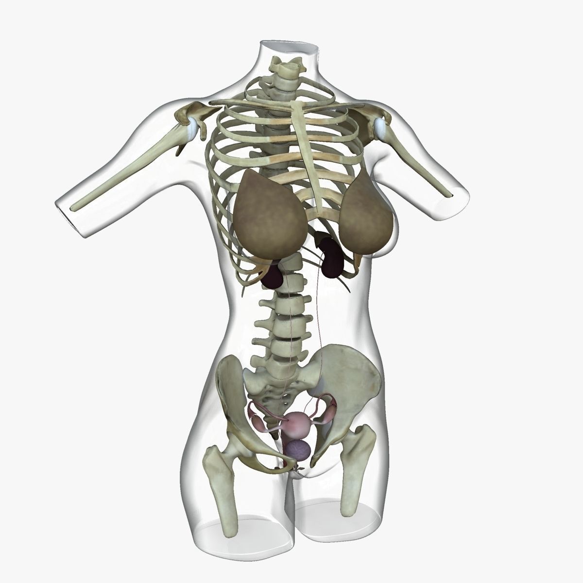Full Female Torso Anatomy 3D model_49