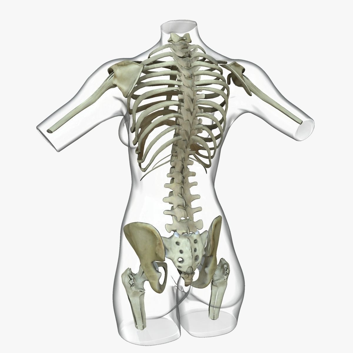 Full Female Torso Anatomy 3D model_7