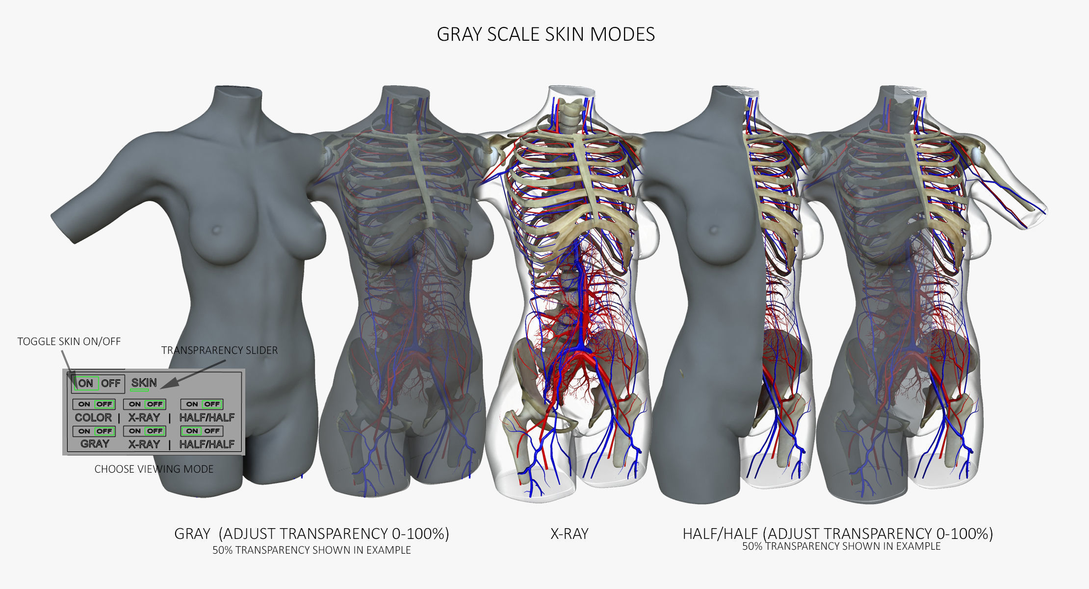 Full Female Torso Anatomy 3D model_5