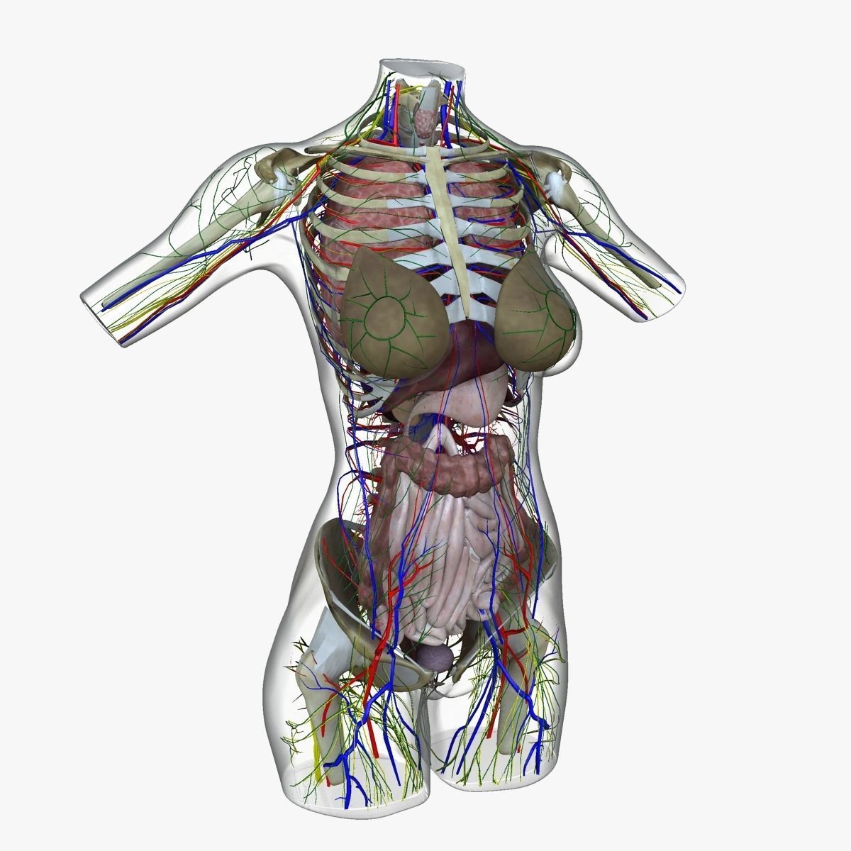 Full Female Torso Anatomy 3D model_41