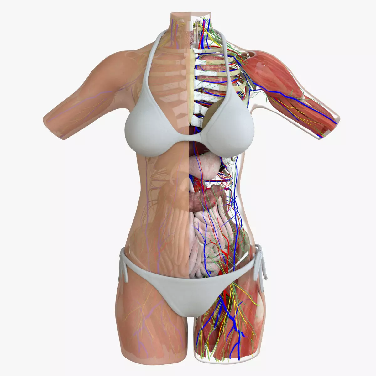 Full Female Torso Anatomy 3D model_0