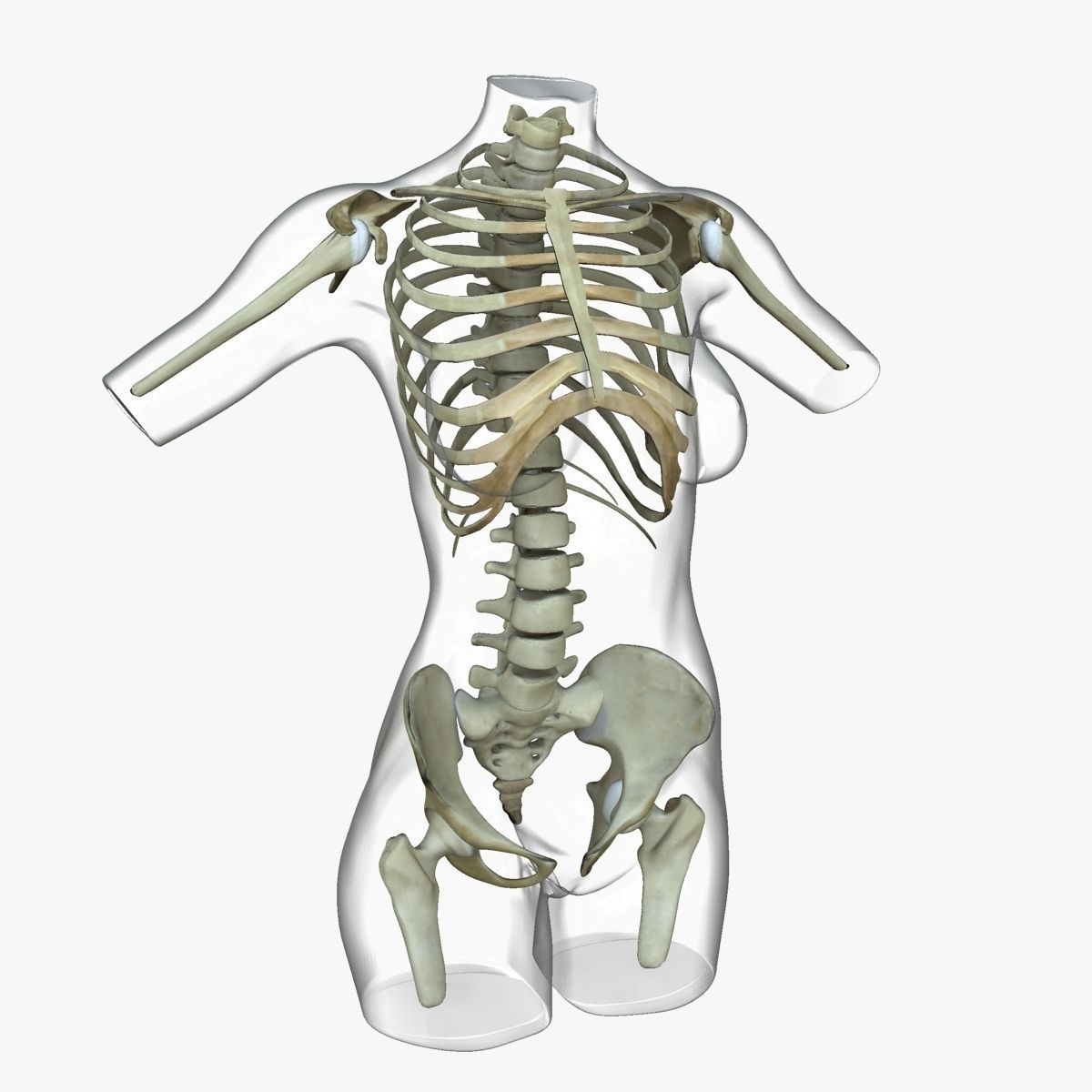Full Female Torso Anatomy 3D model_21