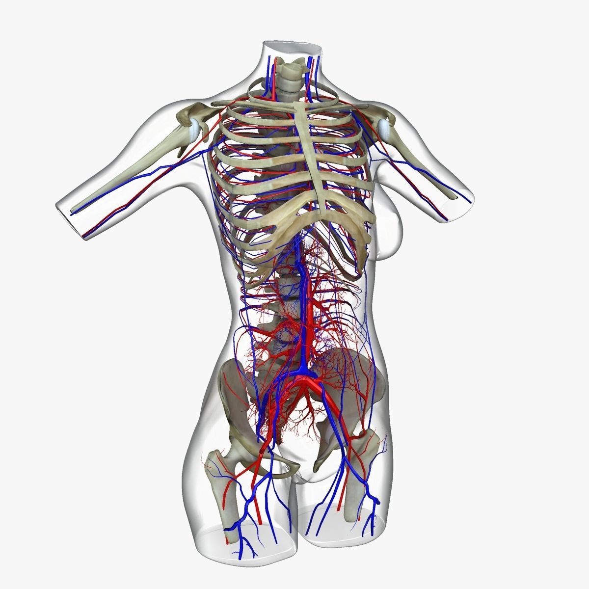 Full Female Torso Anatomy 3D model_44