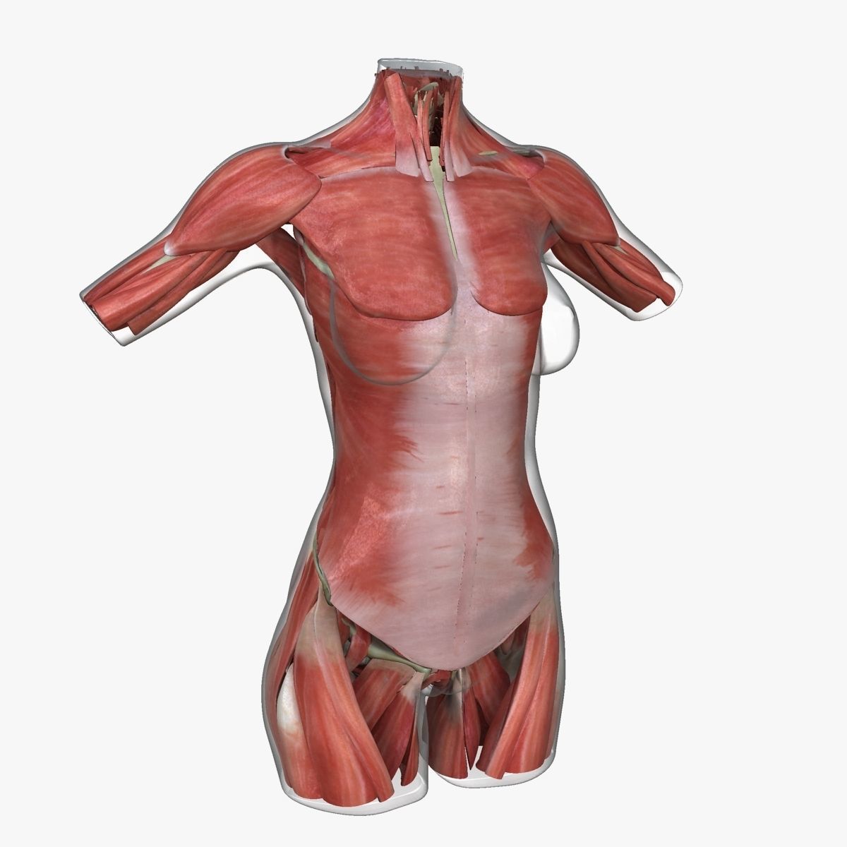 Full Female Torso Anatomy 3D model_28
