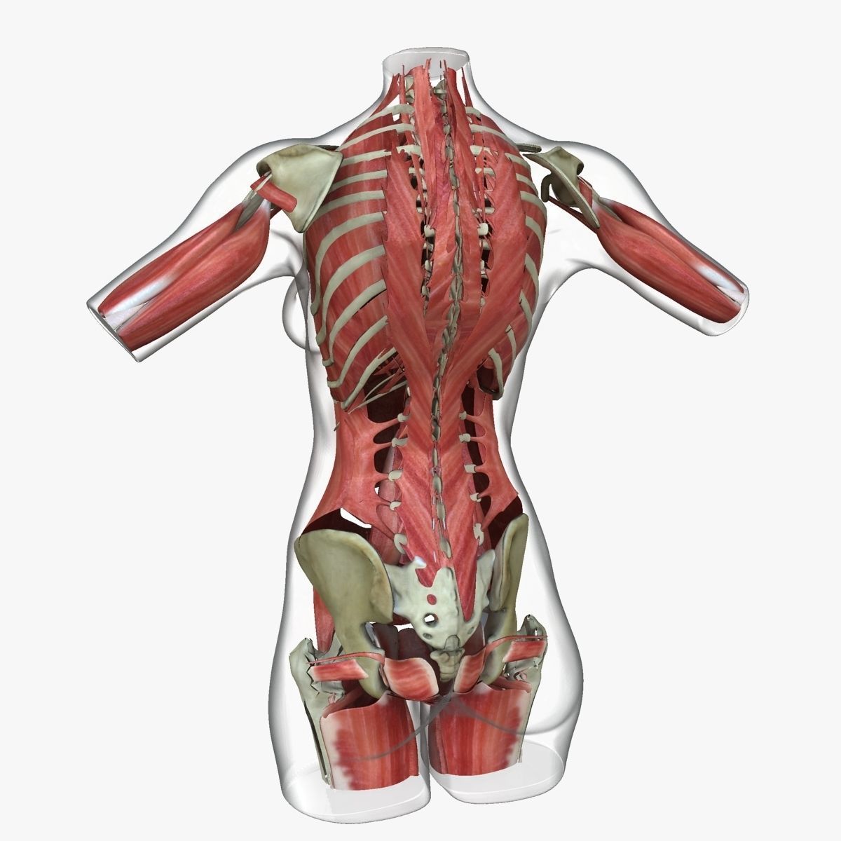 Full Female Torso Anatomy 3D model_10