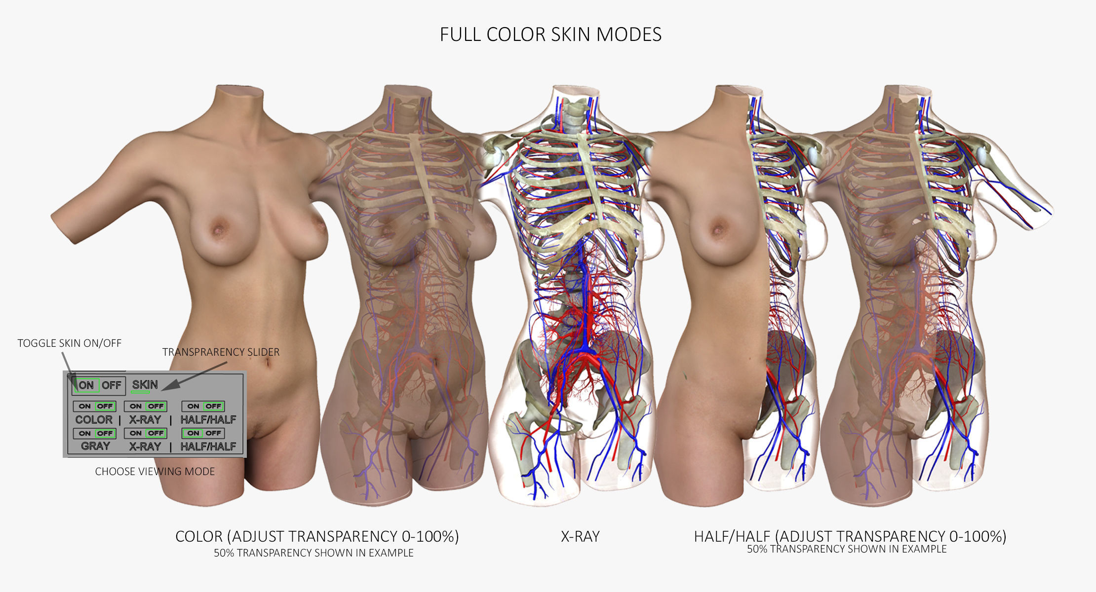 Full Female Torso Anatomy 3D model_4