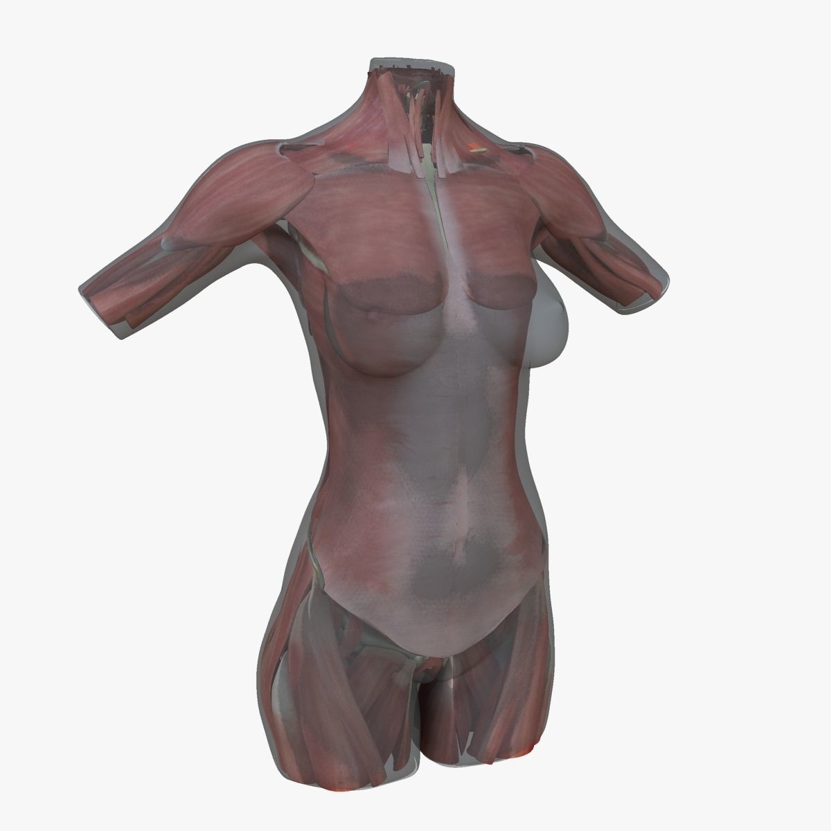 Full Female Torso Anatomy 3D model_33