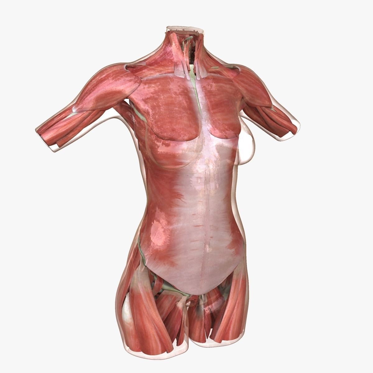 Full Female Torso Anatomy 3D model_32