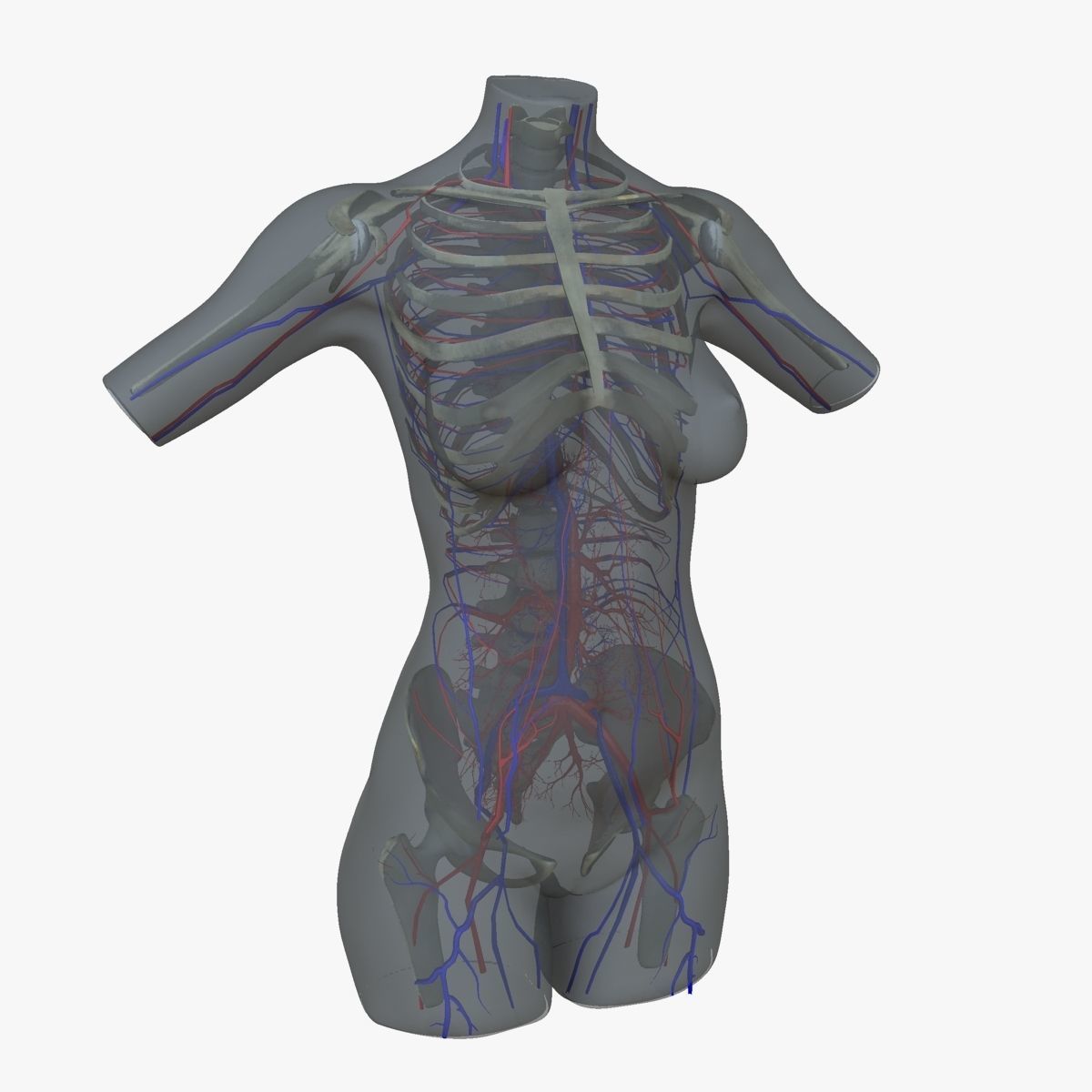 Full Female Torso Anatomy 3D model_20