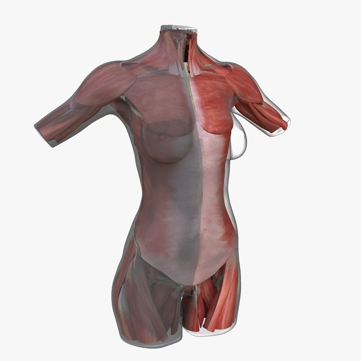 Full Female Torso Anatomy 3D model_34