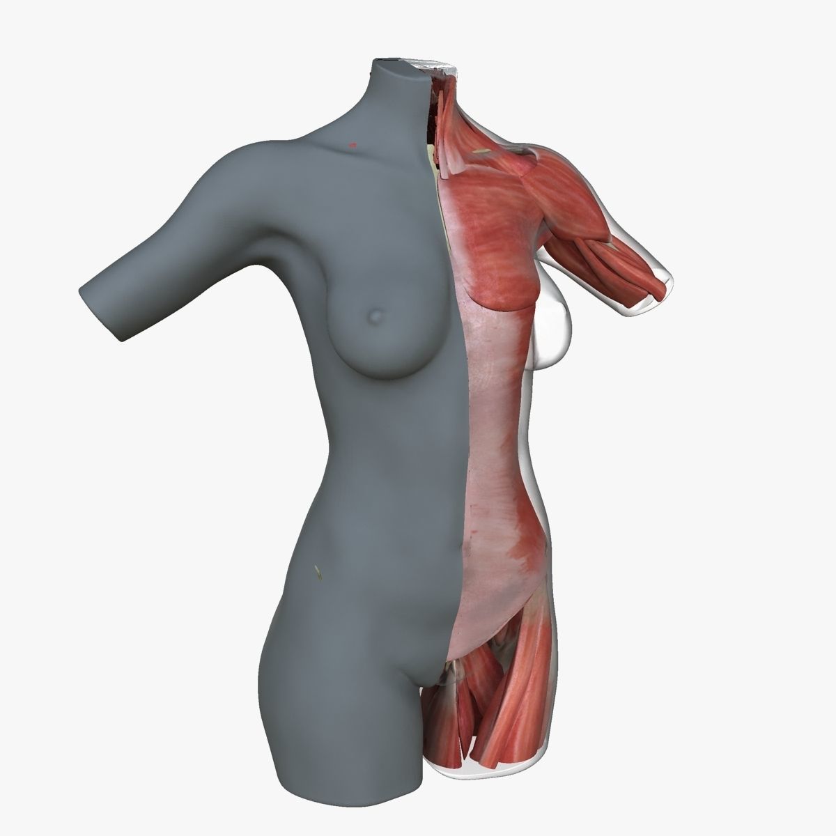 Full Female Torso Anatomy 3D model_36