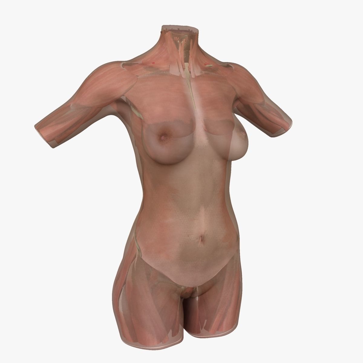 Full Female Torso Anatomy 3D model_29