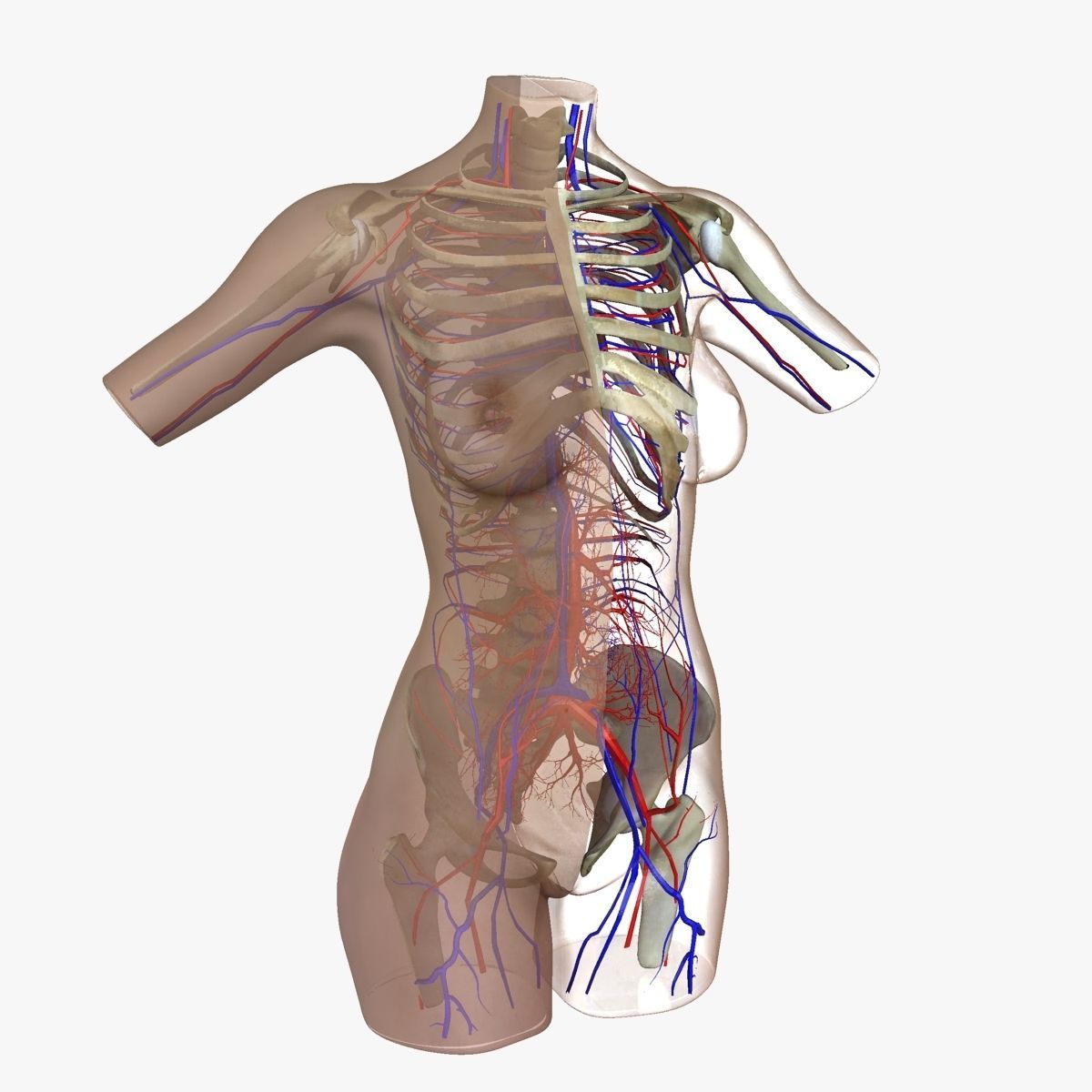 Full Female Torso Anatomy 3D model_38