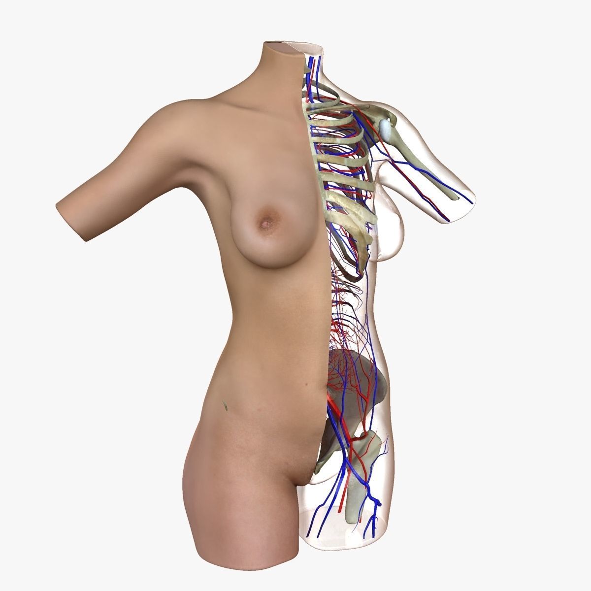 Full Female Torso Anatomy 3D model_39