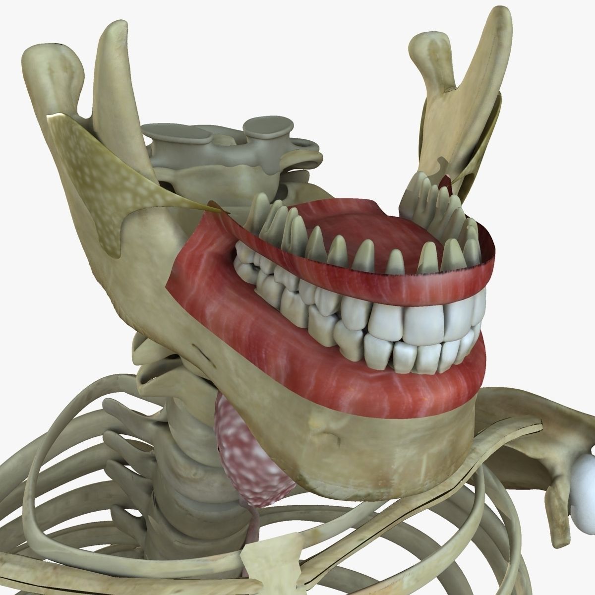 Ultimate Complete Male and Female Anatomy 3DSmax and Maya Low-poly 3D model_69