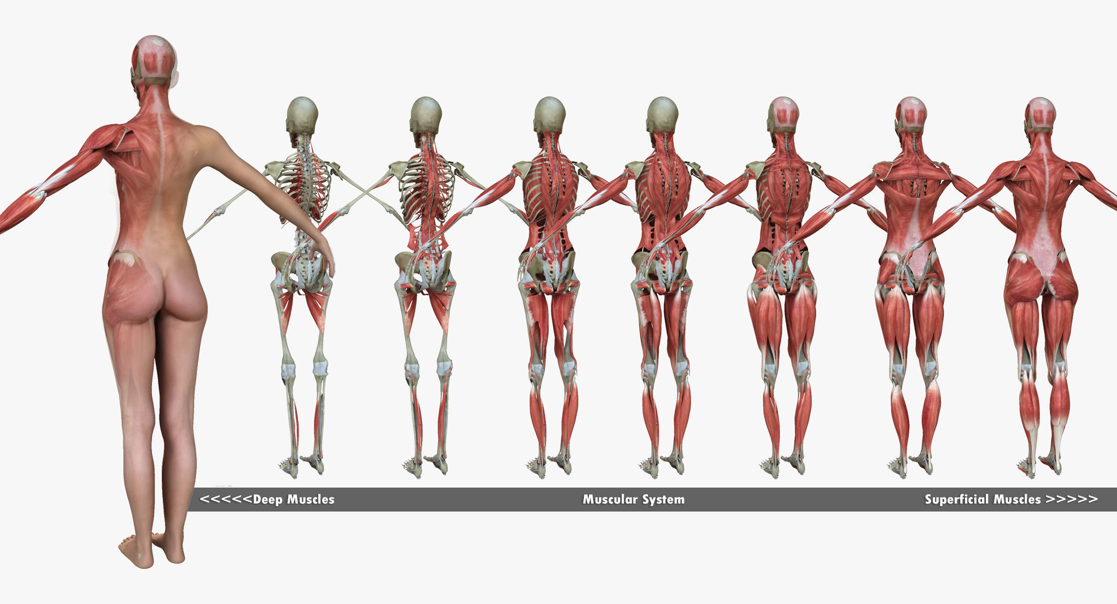 Ultimate Complete Male and Female Anatomy 3DSmax and Maya Low-poly 3D model_8