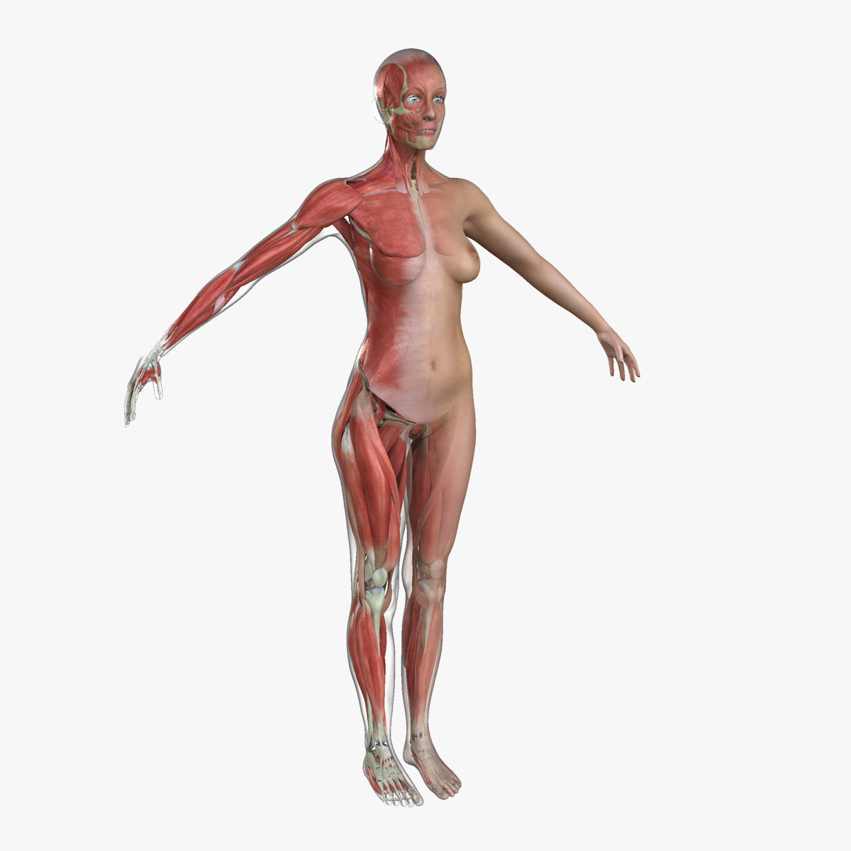 Ultimate Complete Male and Female Anatomy 3DSmax and Maya Low-poly 3D model_45