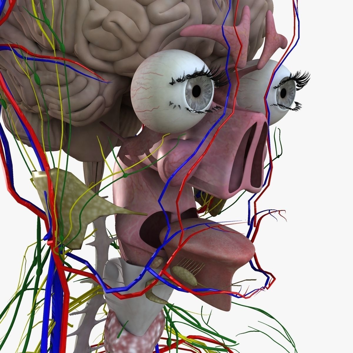 Ultimate Complete Male and Female Anatomy 3DSmax and Maya Low-poly 3D model_68