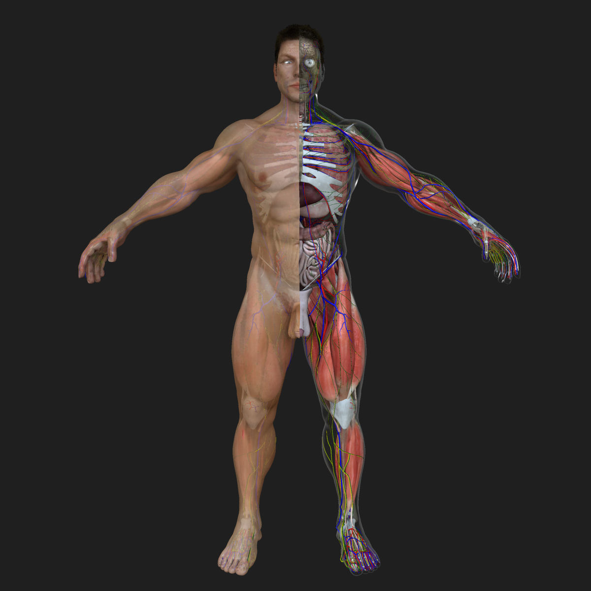 Ultimate Complete Male and Female Anatomy 3DSmax and Maya Low-poly 3D model_2