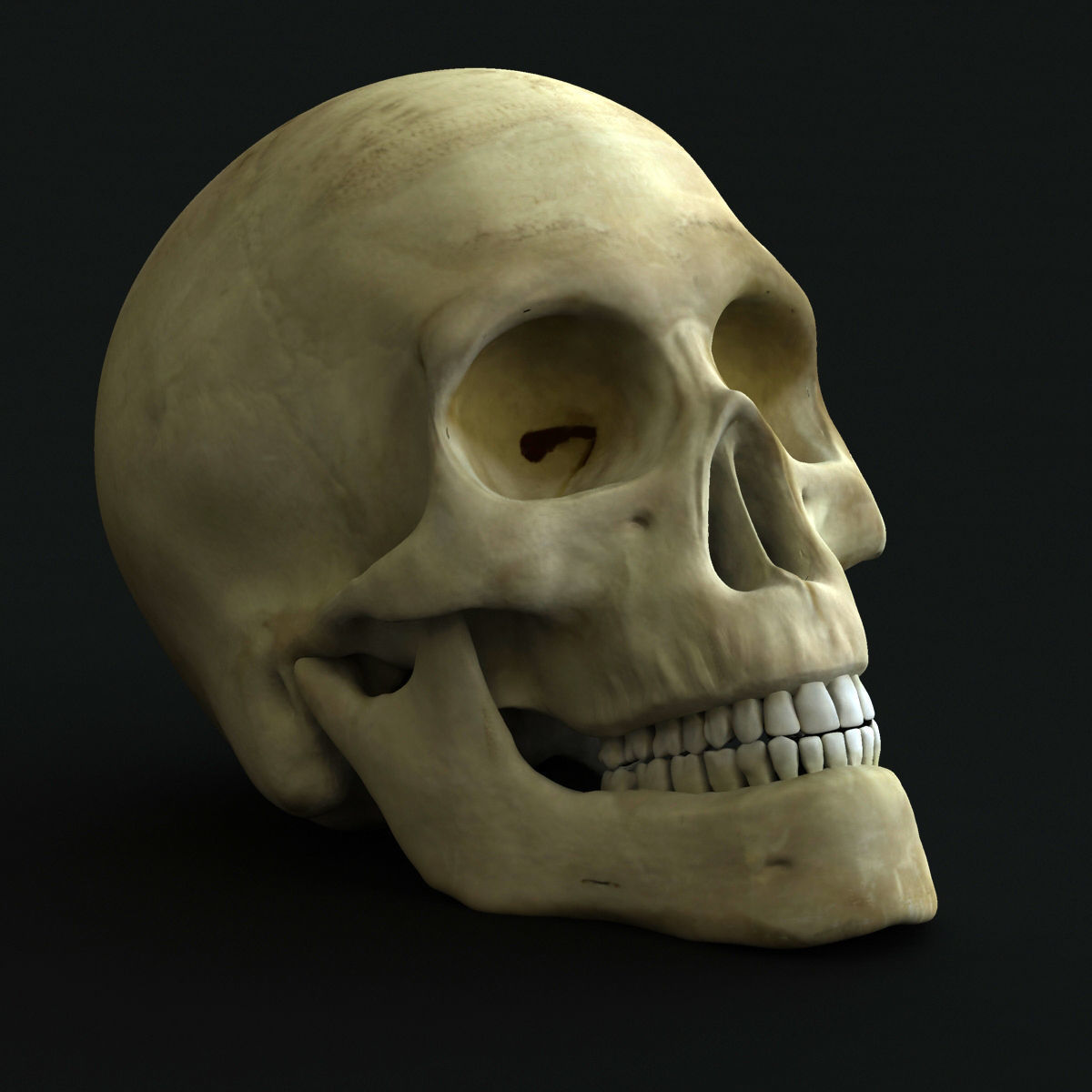 Ultimate Complete Male and Female Anatomy 3DSmax and Maya Low-poly 3D model_62