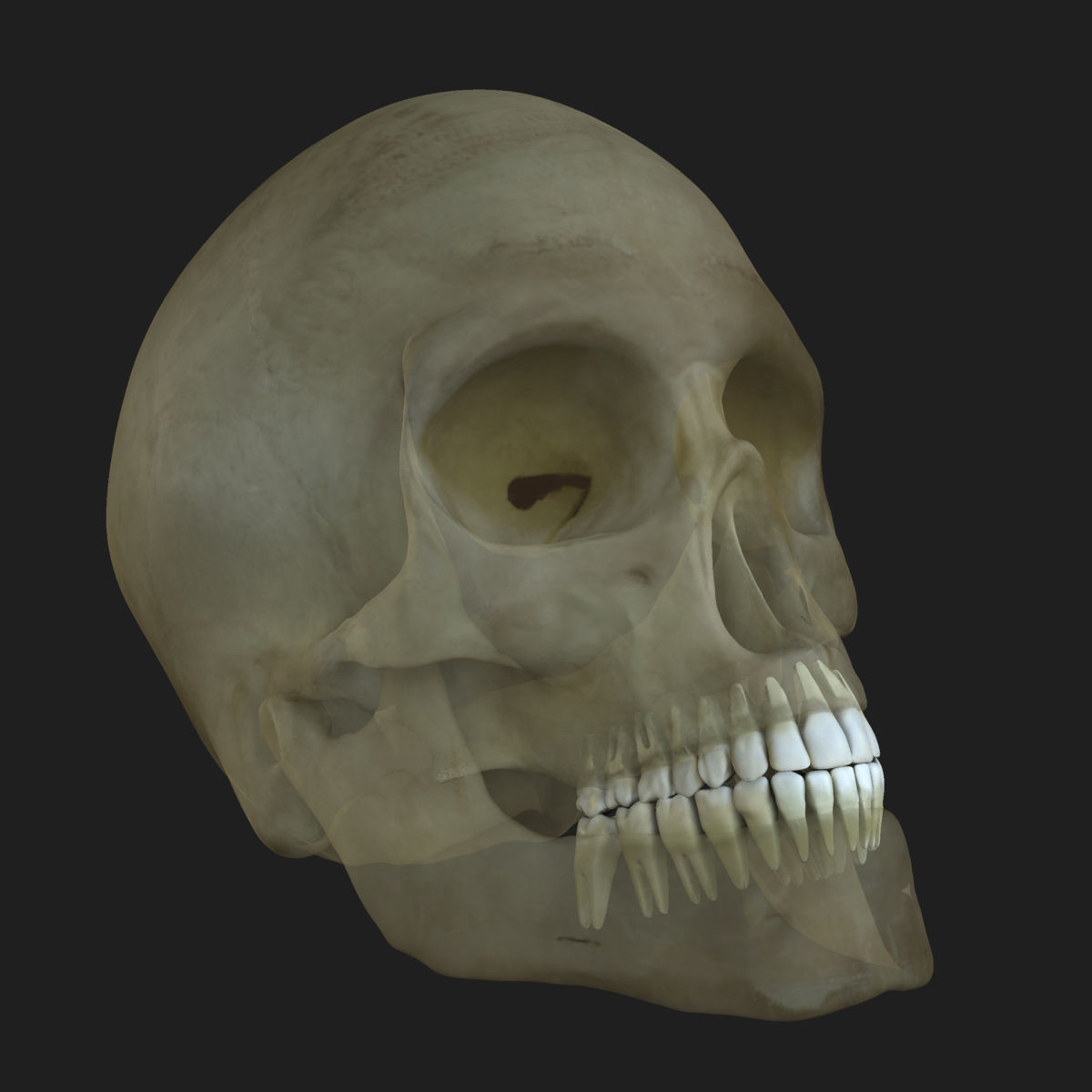 Ultimate Complete Male and Female Anatomy 3DSmax and Maya Low-poly 3D model_64