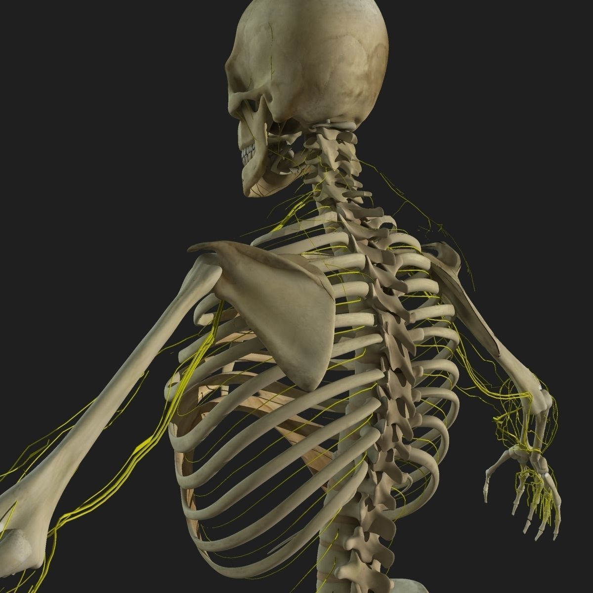 Ultimate Complete Male and Female Anatomy 3DSmax and Maya Low-poly 3D model_56