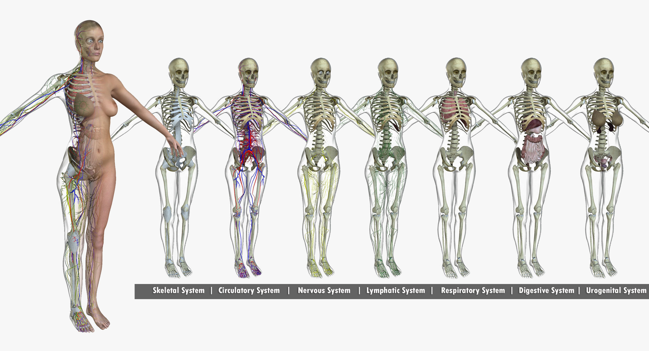 Ultimate Complete Male and Female Anatomy 3DSmax and Maya Low-poly 3D model_6