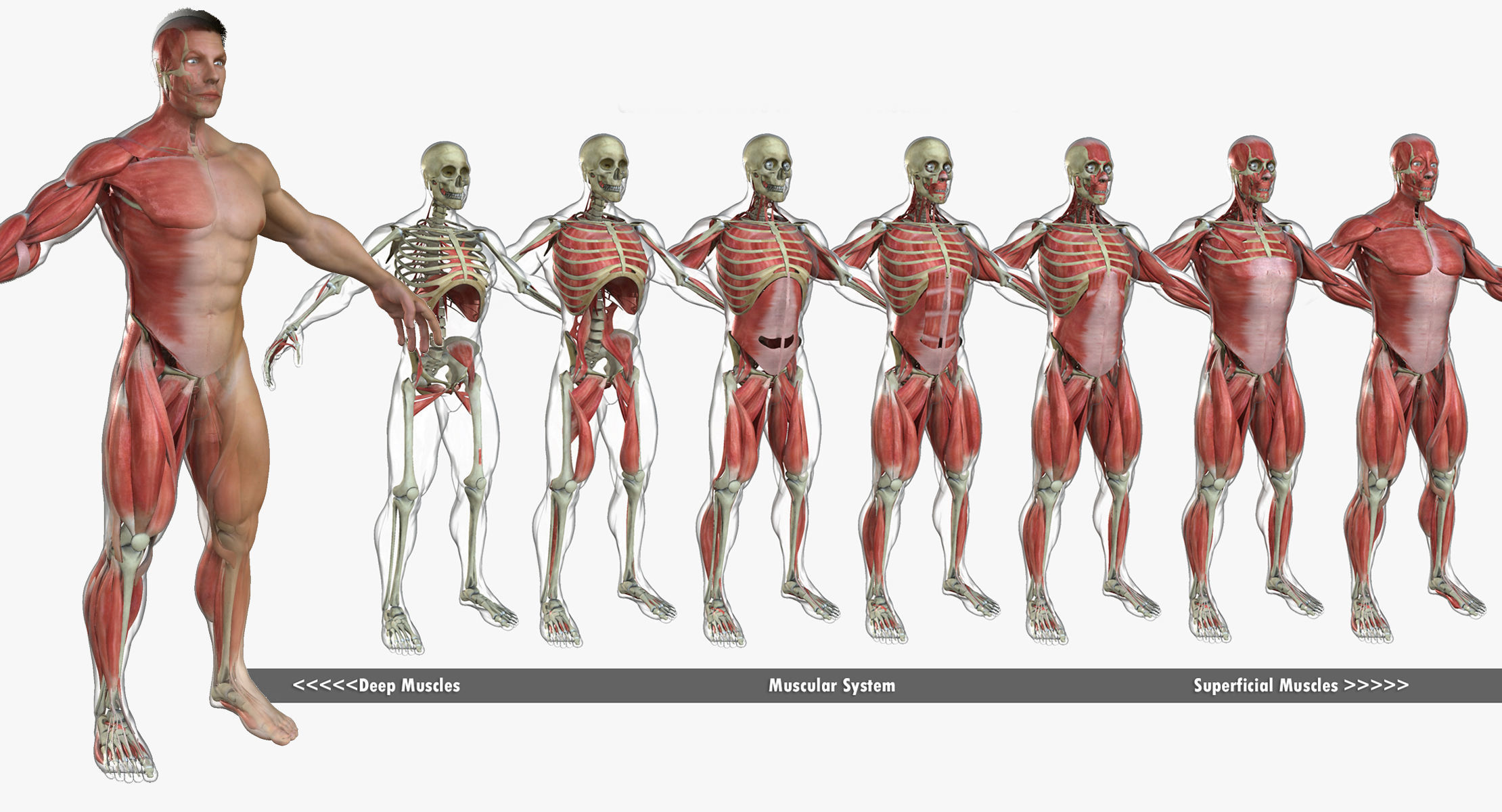 Ultimate Complete Male and Female Anatomy 3DSmax and Maya Low-poly 3D model_10