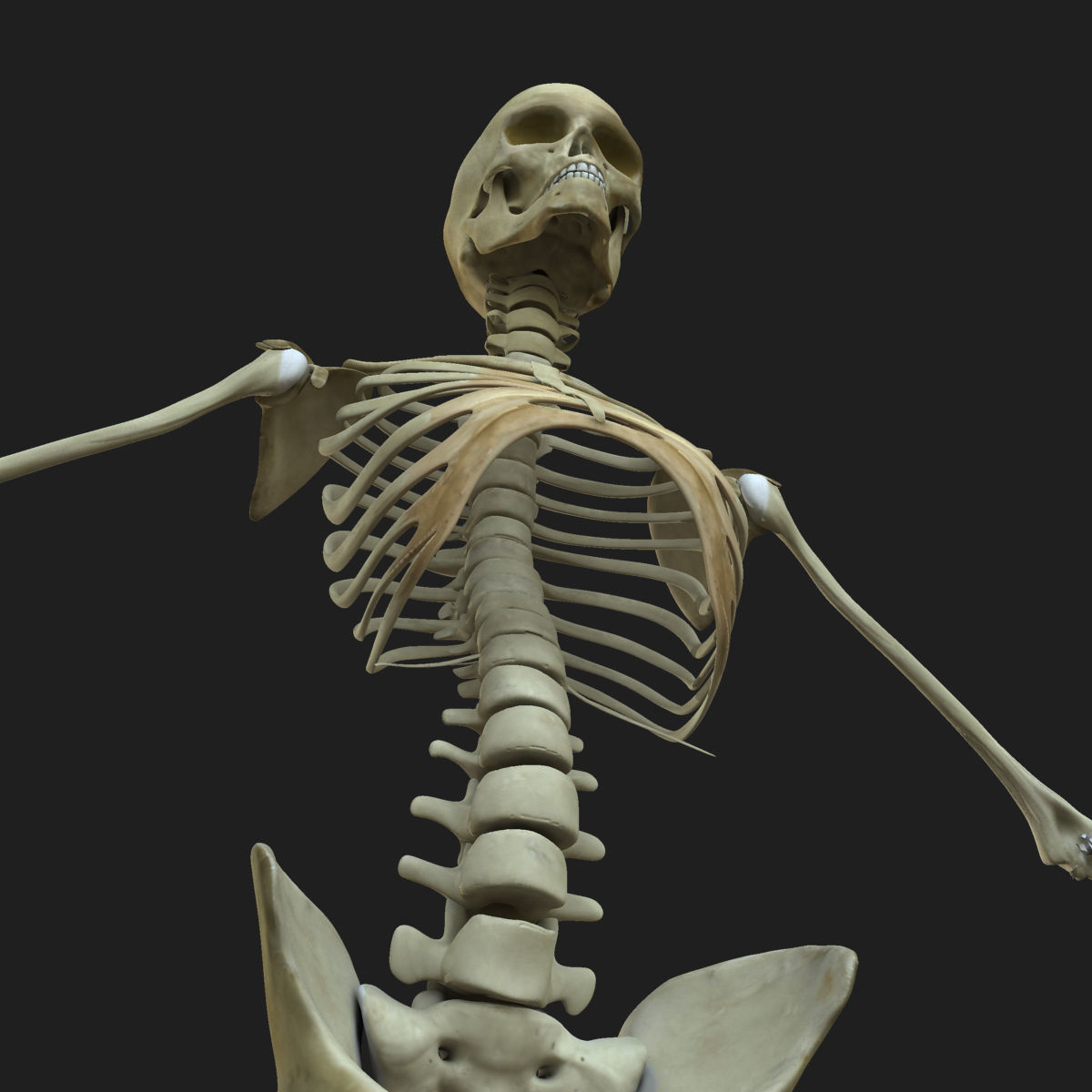 Ultimate Complete Male and Female Anatomy 3DSmax and Maya Low-poly 3D model_50