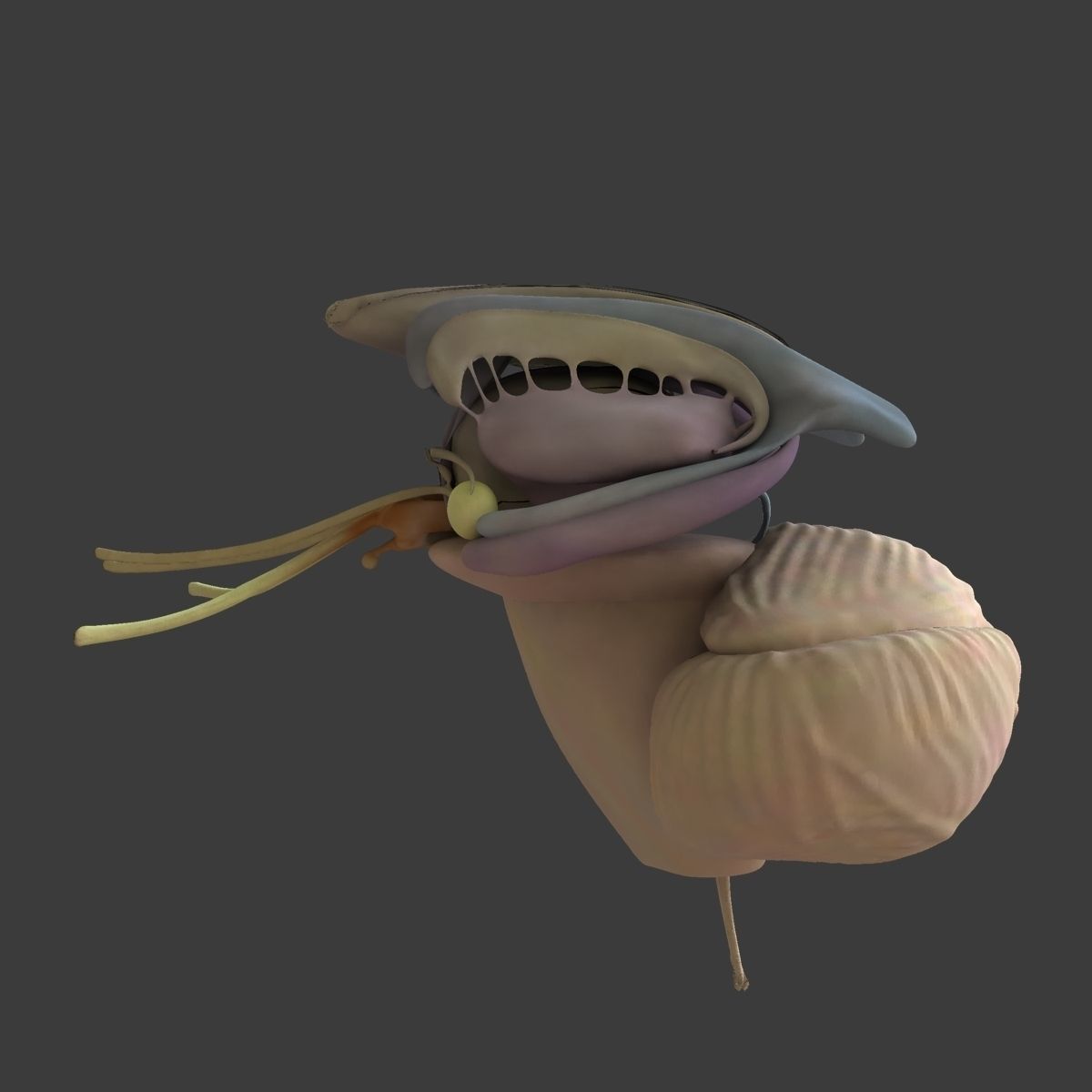 Ultimate Complete Male and Female Anatomy 3DSmax and Maya Low-poly 3D model_58