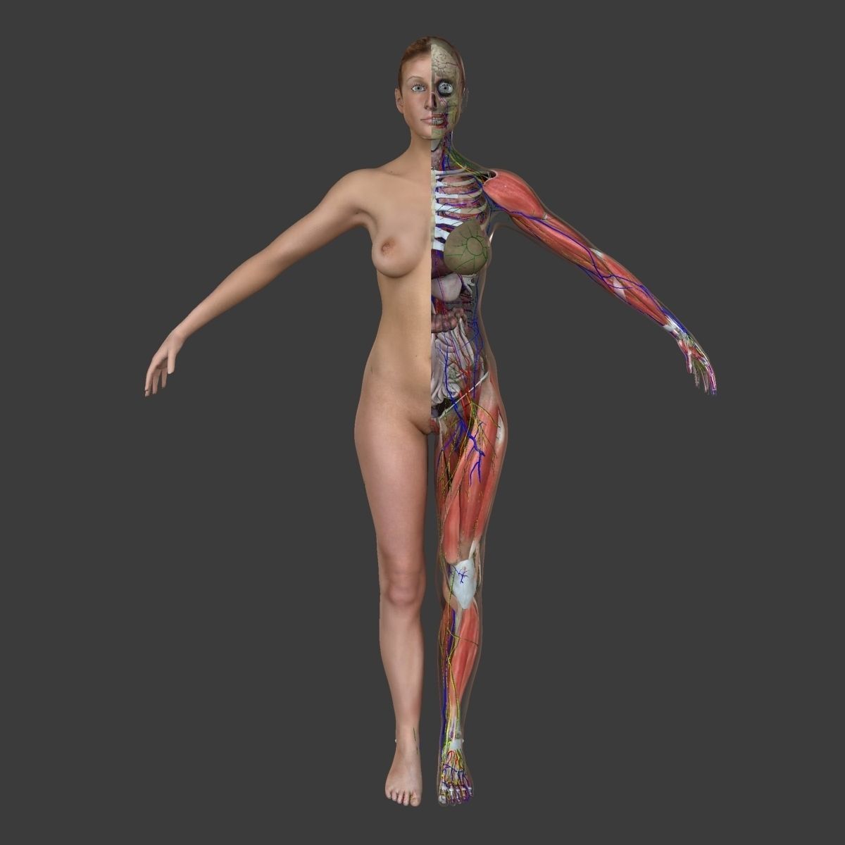 Ultimate Complete Male and Female Anatomy 3DSmax and Maya Low-poly 3D model_3