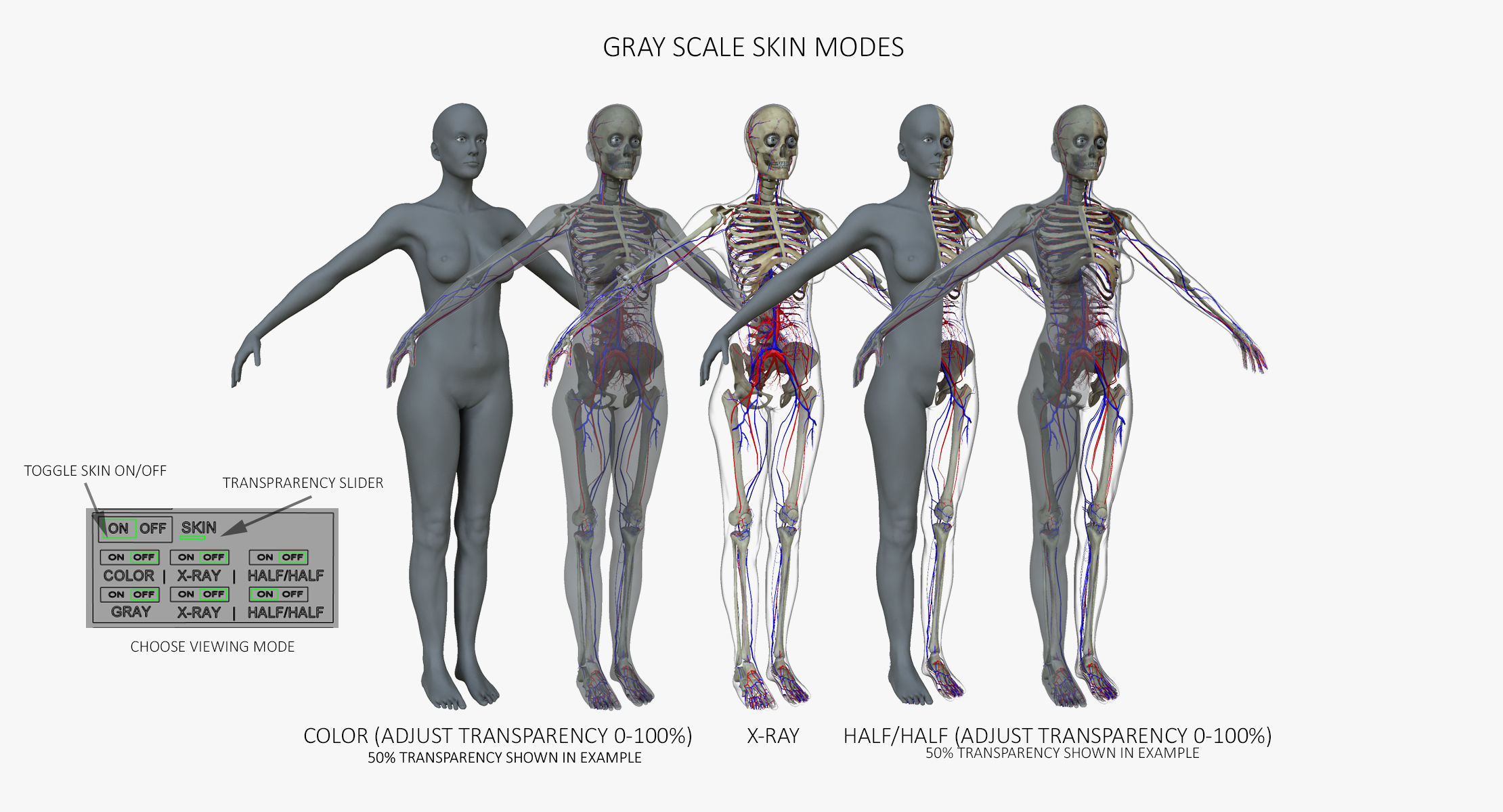 Ultimate Complete Male and Female Anatomy 3DSmax and Maya Low-poly 3D model_5
