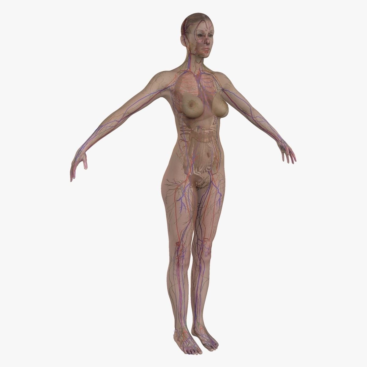 Ultimate Complete Male and Female Anatomy 3DSmax and Maya Low-poly 3D model_15