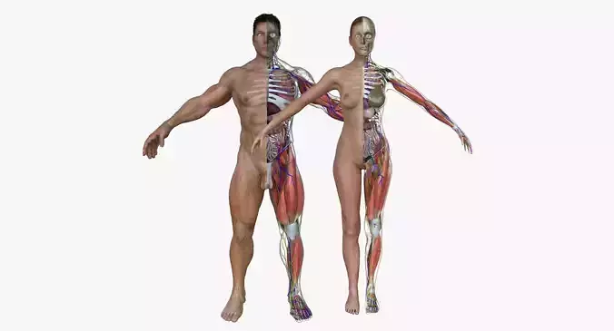 Ultimate Complete Male and Female Anatomy 3DSmax and Maya