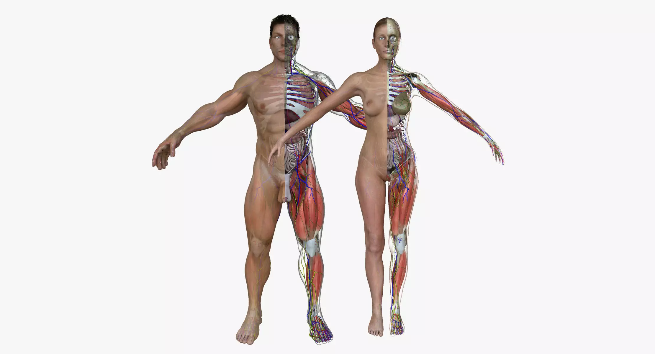 Ultimate Complete Male and Female Anatomy 3DSmax and Maya Low-poly 3D model_0