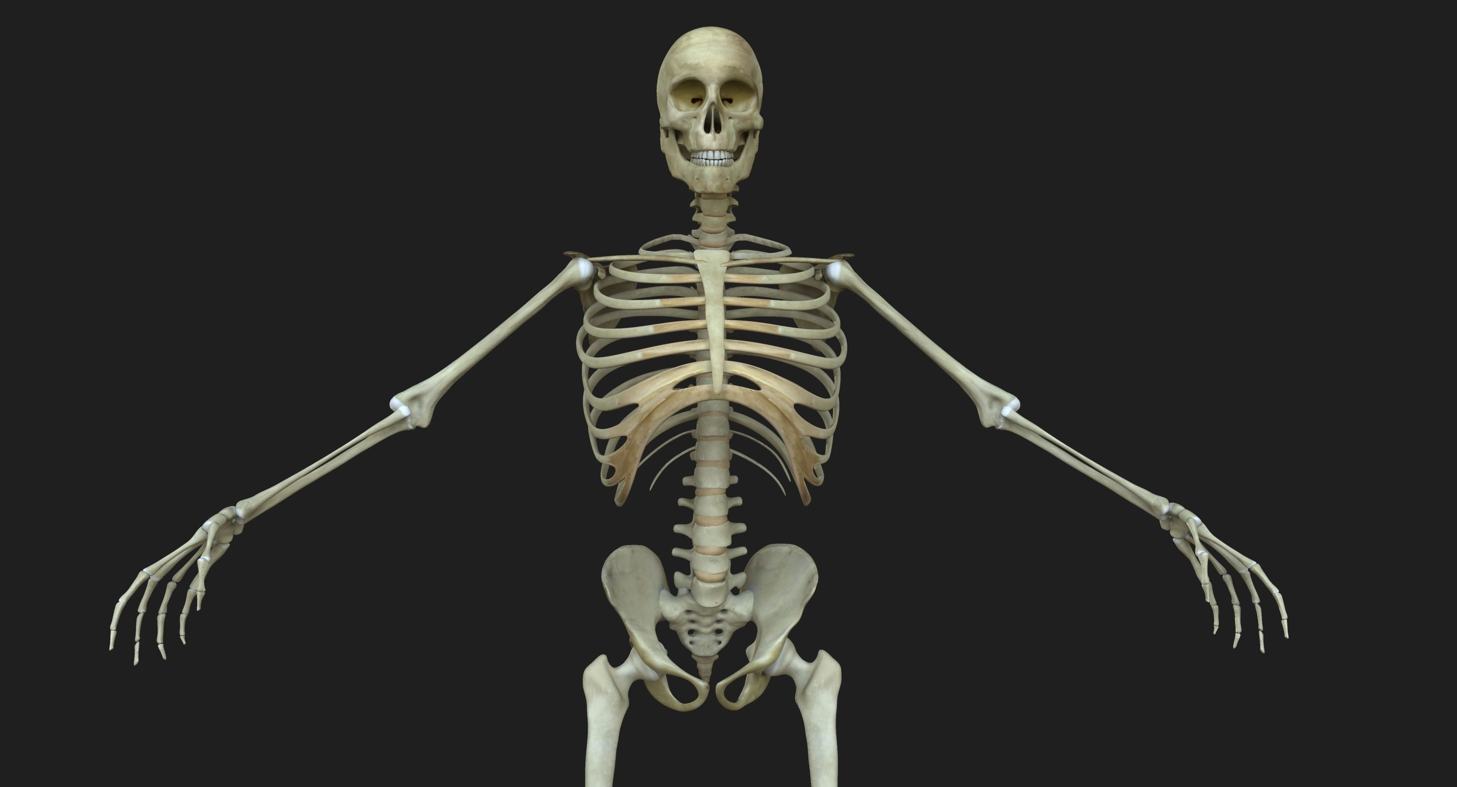 Ultimate Complete Male and Female Anatomy 3DSmax and Maya Low-poly 3D model_49