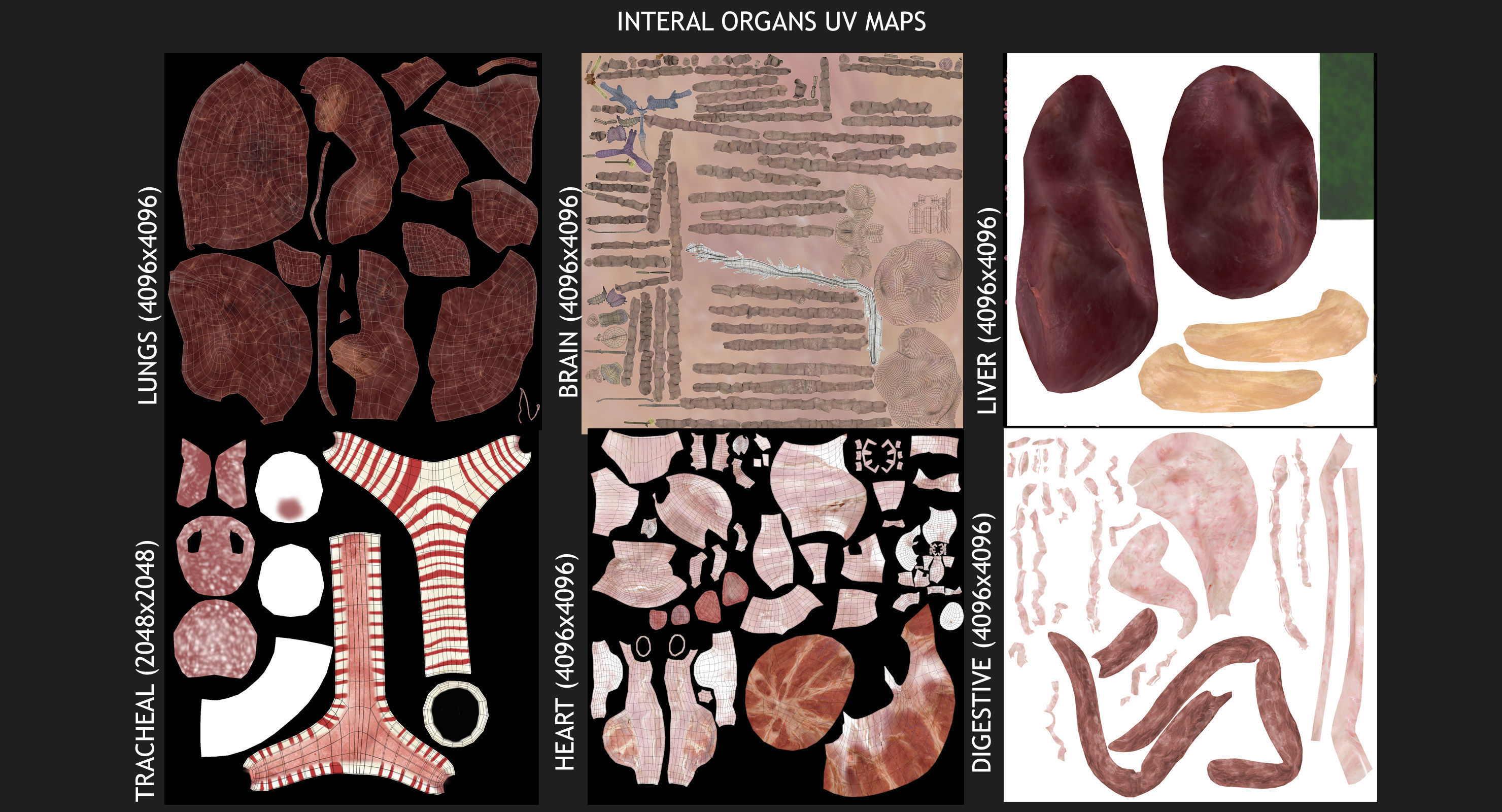 Ultimate Complete Male and Female Anatomy 3DSmax and Maya Low-poly 3D model_80