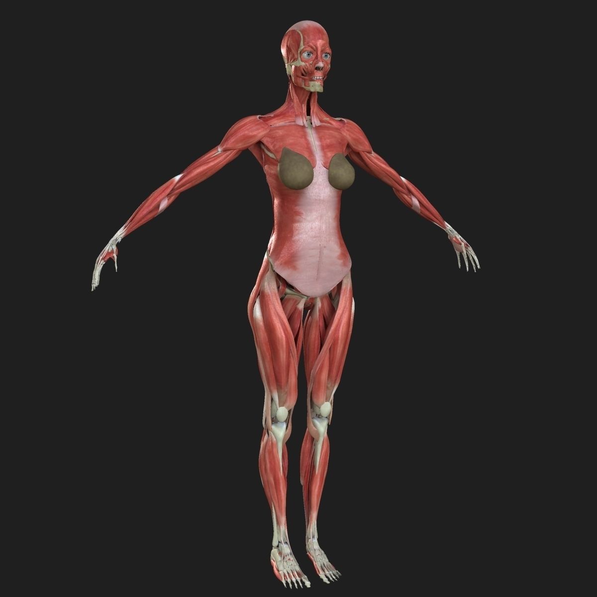 Ultimate Complete Male and Female Anatomy 3DSmax and Maya Low-poly 3D model_77