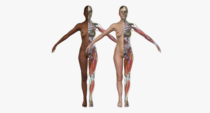African American and Caucasian Female Anatomy 3D model