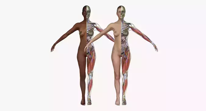 African American and Caucasian Female Anatomy