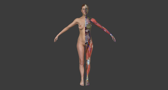 Ultimate Complete Female Anatomy 3D model