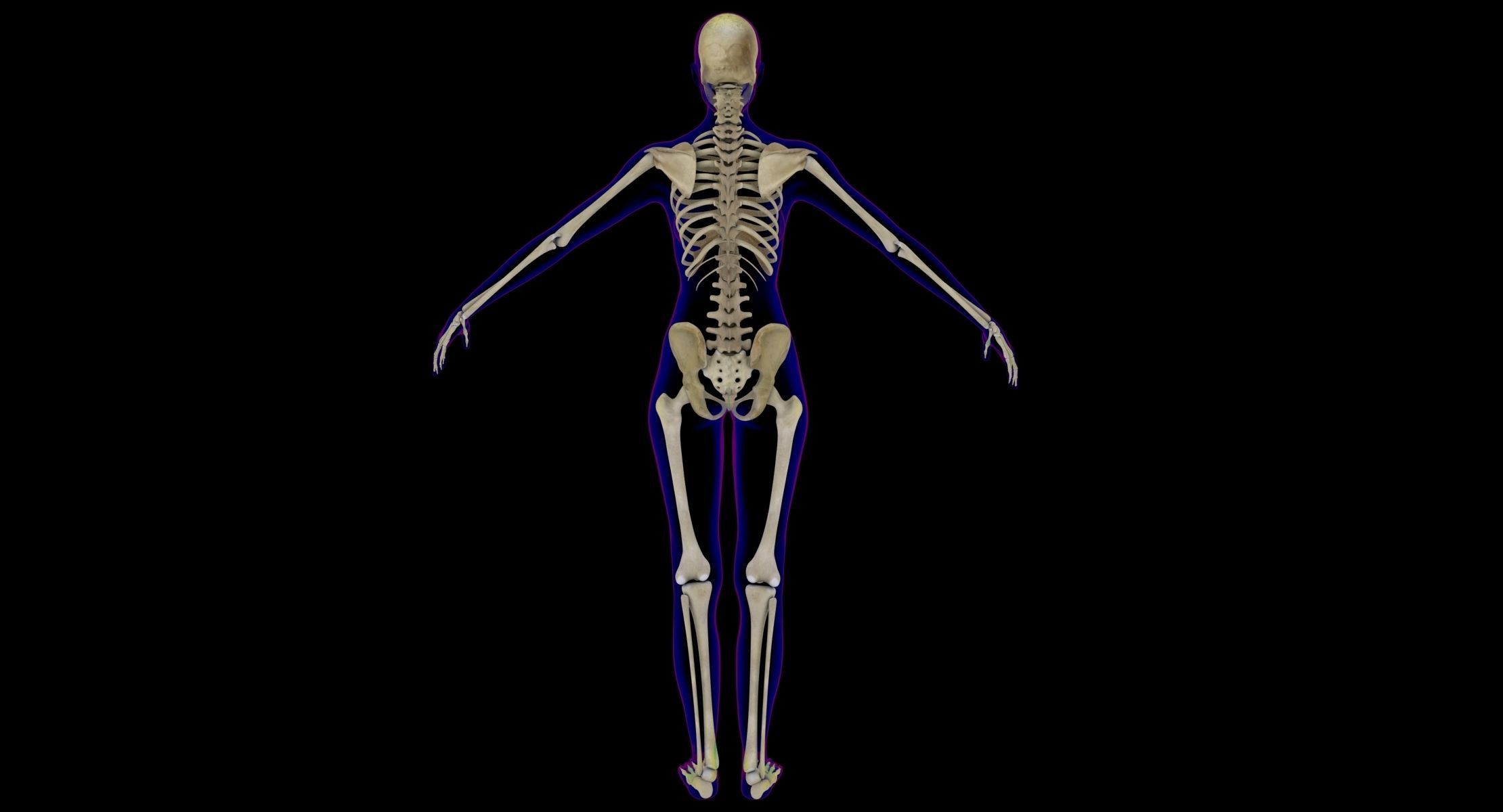 Full Male And Female Body X-Ray 3D model_14